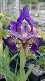Iris lutescens Campbelli - 8cm pot 